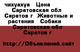 чихуахуа › Цена ­ 10 000 - Саратовская обл., Саратов г. Животные и растения » Собаки   . Саратовская обл.,Саратов г.